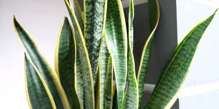 Kaip prižiūrėti sansevjeras