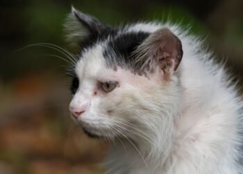 Kodėl katės turi ūsus? Veterinaro paaiškinimas