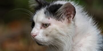 Kodėl katės turi ūsus? Veterinaro paaiškinimas