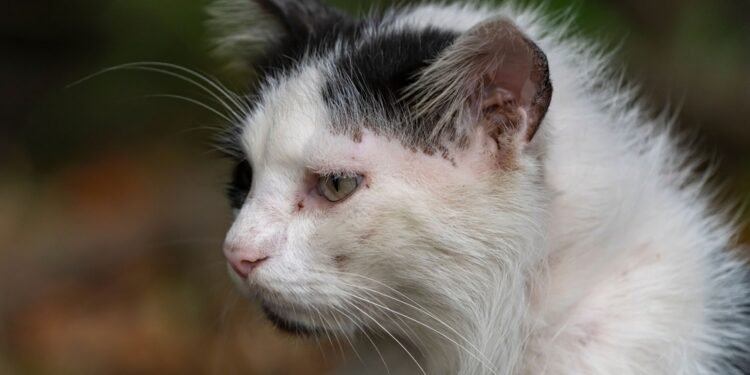 Kodėl katės turi ūsus? Veterinaro paaiškinimas