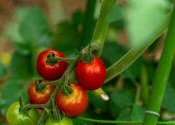 Ar pomidoras yra vaisius ar daržovė?
