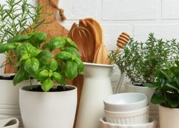 Viskas, ką reikia žinoti apie prieskoninių augalų auginimą namuose