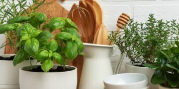 Viskas, ką reikia žinoti apie prieskoninių augalų auginimą namuose