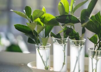 Kambarinių augalų dauginimo būdai