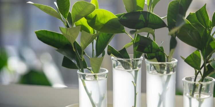 Kambarinių augalų dauginimo būdai