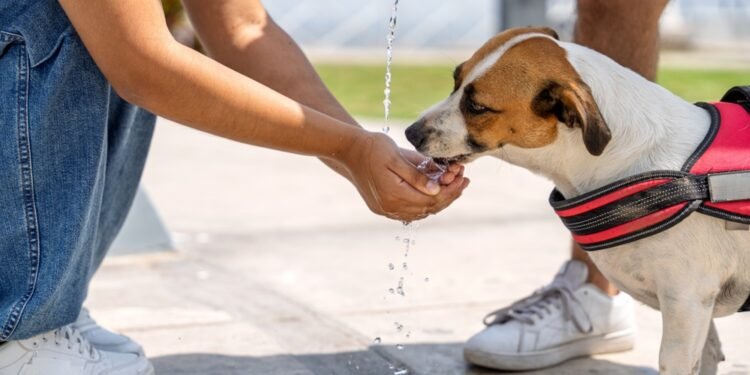 Kodėl vartojame posakį „šuns dienos“ vasarą?