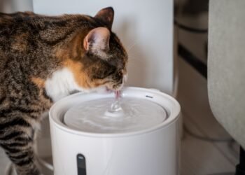 Daugiau nei 40 000 „Amazon“ pirkėjų pamėgo šį žavų augintinių vandens fontaną