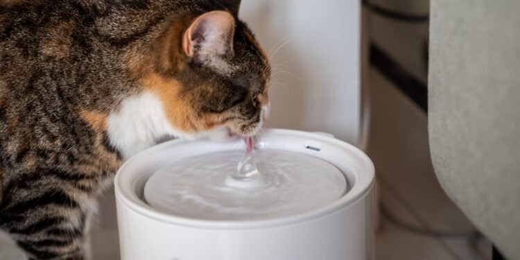 Daugiau nei 40 000 „Amazon“ pirkėjų pamėgo šį žavų augintinių vandens fontaną