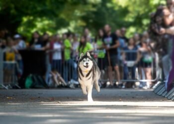 Kiek uždirba Vestminsterio šunų parodos nugalėtojai