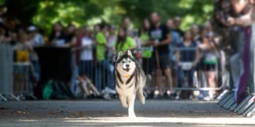 Kiek uždirba Vestminsterio šunų parodos nugalėtojai