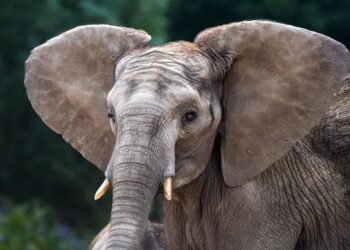 Tikrosios priežastys, kodėl drambliai turi tokias dideles ausis (Ir tai ne dėl klausos)