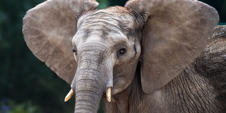 Tikrosios priežastys, kodėl drambliai turi tokias dideles ausis (Ir tai ne dėl klausos)