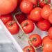 Kur laikyti pomidorus, kad jie išliktų kuo šviežesni ir skaniausi