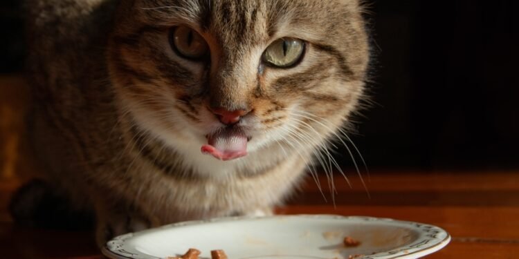 Kodėl katės minko? Keisto įpročio paaiškinimas