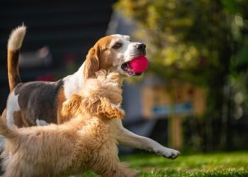 Kodėl šunims kartais „užplaukia“ energijos banga?