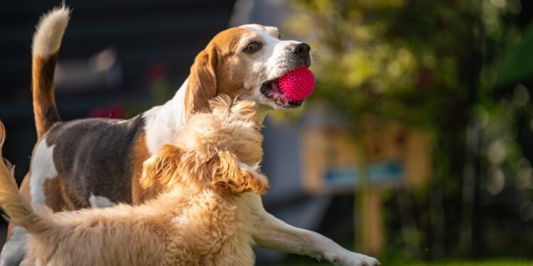 Kodėl šunims kartais „užplaukia“ energijos banga?