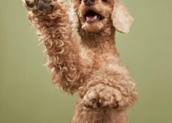 Štai kodėl jūsų šuns letenos kvepia kukurūzų traškučiais