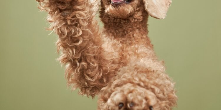 Štai kodėl jūsų šuns letenos kvepia kukurūzų traškučiais