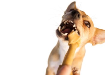 Kodėl šunys ėda žemę?