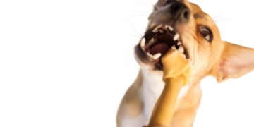 Kodėl šunys ėda žemę?