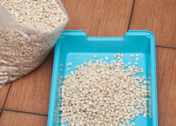 Medinės ar molio kraikas katėms: kuo jie skiriasi?