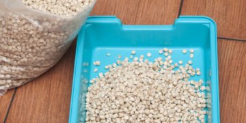 Medinės ar molio kraikas katėms: kuo jie skiriasi?