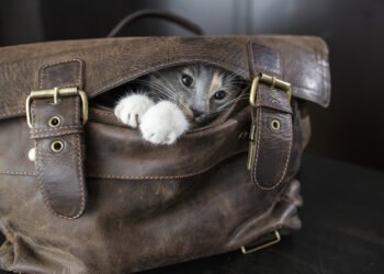 Posakio „Išleisti katę iš maišo“ tikroji kilmė