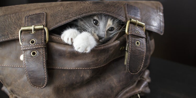 Posakio „Išleisti katę iš maišo“ tikroji kilmė