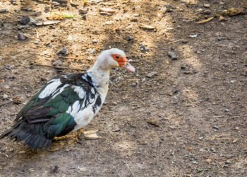 45 anekdotai apie antis, kurie jus privers kvatotis