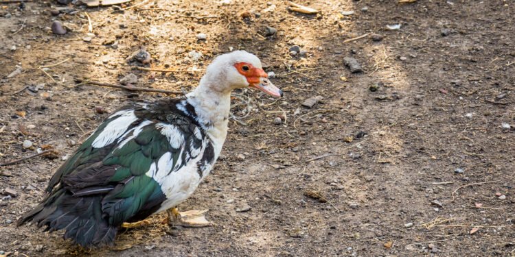 45 anekdotai apie antis, kurie jus privers kvatotis