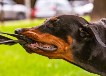 Jei nevalote savo šuns pavadėlio, šios priežastys privers jus persigalvoti