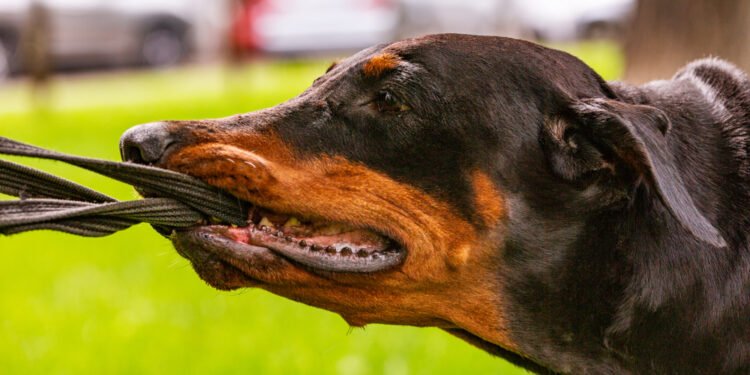 Jei nevalote savo šuns pavadėlio, šios priežastys privers jus persigalvoti