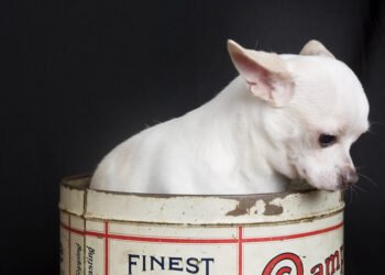 Kas yra „Bullseye“? Viskas, ką reikia žinoti apie „Target“ talismaną