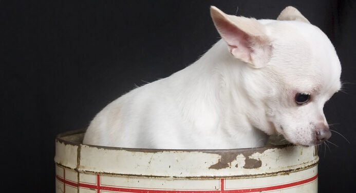 Kas yra „Bullseye“? Viskas, ką reikia žinoti apie „Target“ talismaną