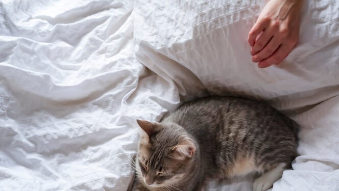 Kodėl katės miega ant savo šeimininkų: ekspertų paaiškinimas
