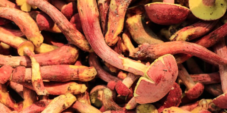 Štai kodėl kai kurios bananų rūšys yra raudonos – ir ką verta žinoti apie šį neįprastos spalvos vaisių