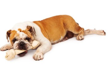 Ar žaliaviniai kaulai (Rawhide) kenkia šunims?