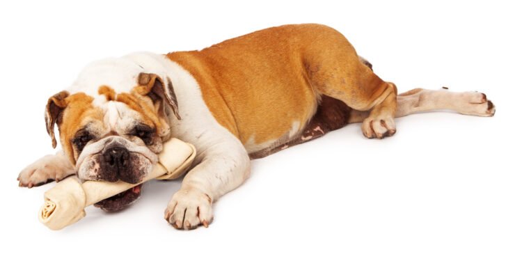 Ar žaliaviniai kaulai (Rawhide) kenkia šunims?