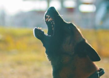 Kaip nustoti šunį loti – be rėkimo