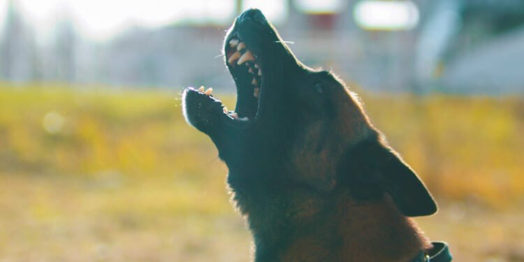 Kaip nustoti šunį loti – be rėkimo