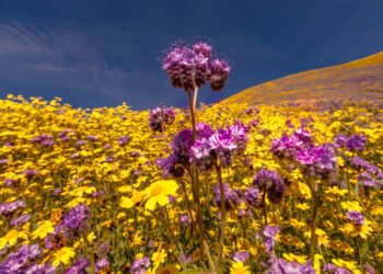 Populiariausios gėlės kiekvienoje valstijoje