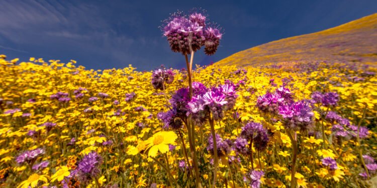 Populiariausios gėlės kiekvienoje valstijoje