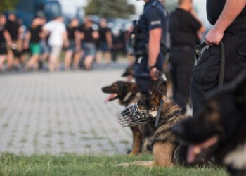 Kai prie šeimininko prisiartino nepažįstamasis, ramūs augintiniai virto sargiais šunimis