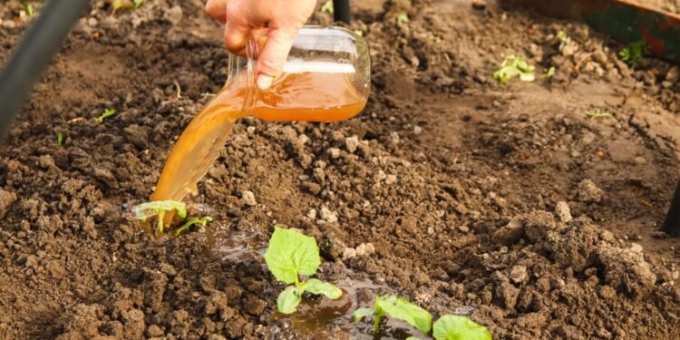 Atgaivinkite savo sodą pavasariui su šia ekologiška ir tvaria augalų trąša