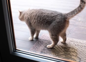 Kaip pašalinti katės šlapimo kvapą iš bet kurios namų vietos