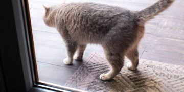 Kaip pašalinti katės šlapimo kvapą iš bet kurios namų vietos