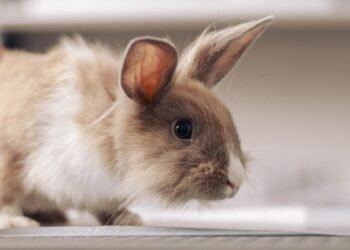 Daugiau nei 130 žavingų triušiukų vardų, kuriems tiesiog neįmanoma atsispirti