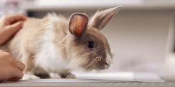 Daugiau nei 130 žavingų triušiukų vardų, kuriems tiesiog neįmanoma atsispirti