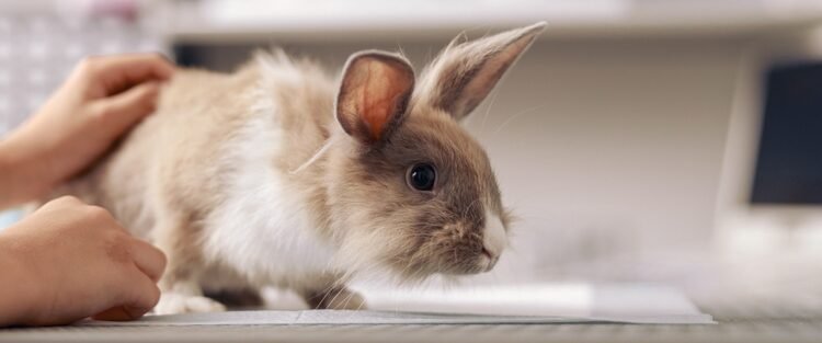 Daugiau nei 130 žavingų triušiukų vardų, kuriems tiesiog neįmanoma atsispirti