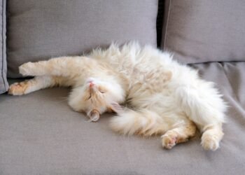 Ar katės sapnuoja? Ekspertai paaiškina, ar katės sapnuoja ir ką jos sapnuoja